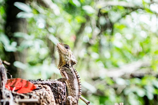 1-Hour Daintree River Wildlife Cruise - Important Tour Information