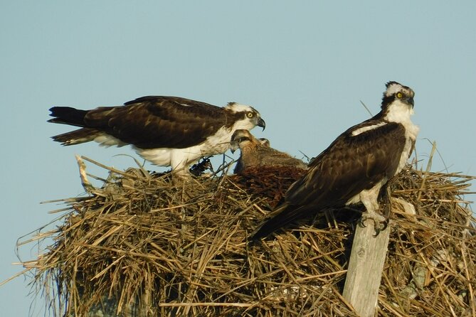 2-Hour Sunset Safari Eco Cruise From Cape May - Bird Observation and Photography