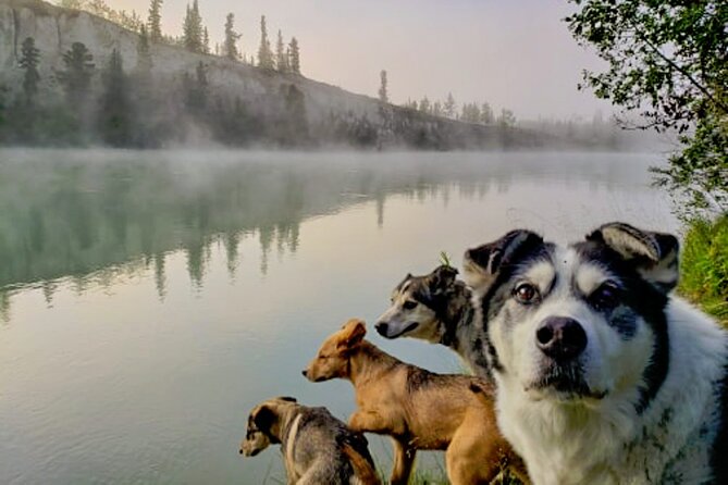 3 Days Tour Fall Color in Yukon From Whitehorse - Final Words