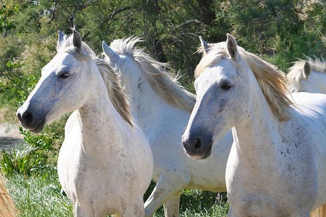 4x4 Camargue Safari 4h - Departure From Arles - Departure Location and Details