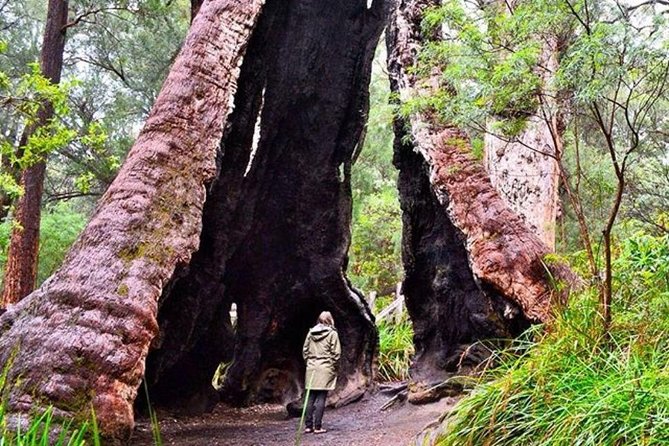 Albany Southwest Wilderness Day Tour - Fly From Perth - Pricing and Booking Policy