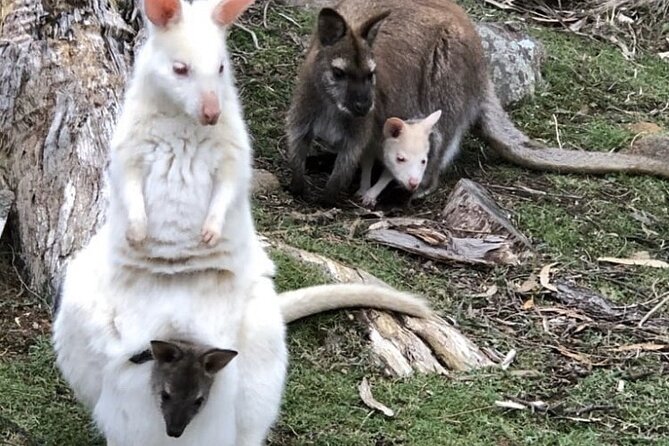 All Inclusive Private Bruny Island Discovery Tour - Traveler Requirements and Notes