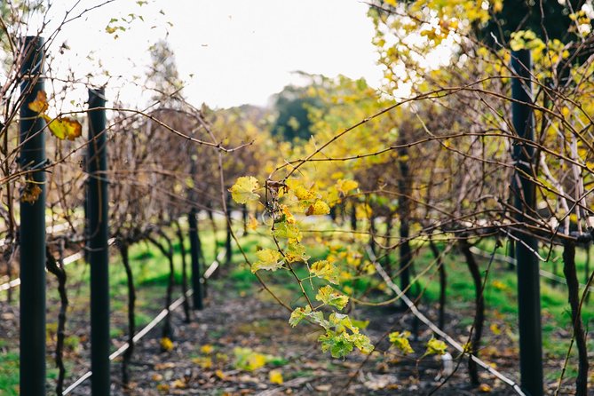 Australian Wine Discovery Tour Ticket - Additional Tour Information