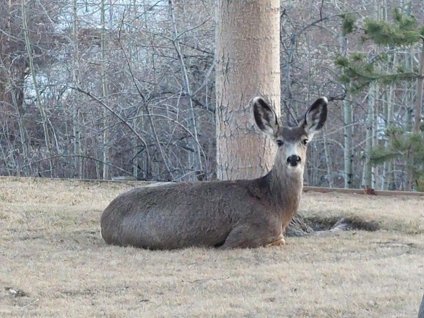 Banff: A Private Day Trip - Highlights Tour - Important Information