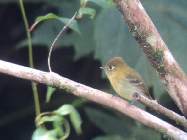 Birdwatching Tour at Mistico Park - Additional Details