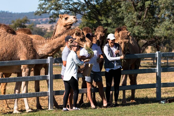 Camel Farm Tour and Taste - Preparing for Your Visit