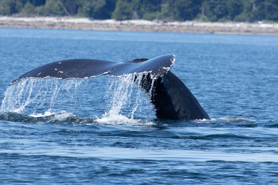 Campbell River: Whale Watching Cruise With Lunch - Customer Reviews