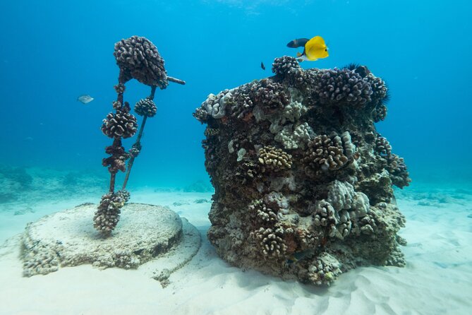 Certified Diver: 2-Tank Shallow Reef Dives off Oahu - Final Words