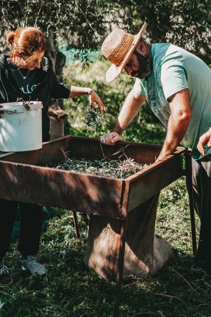 Chania: Full Moon Olive Harvest - Inclusions