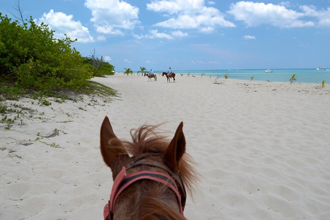 Cozumel Beach Horseback Riding Tour - What To Expect