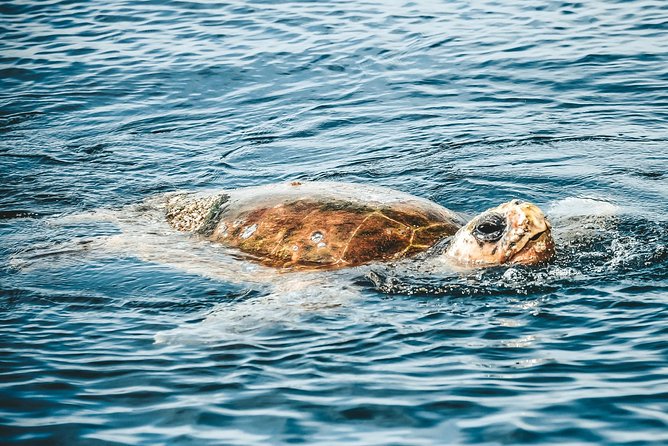 Cruise With Dolphins in Byron Bay - Cruise Inclusions and Extras