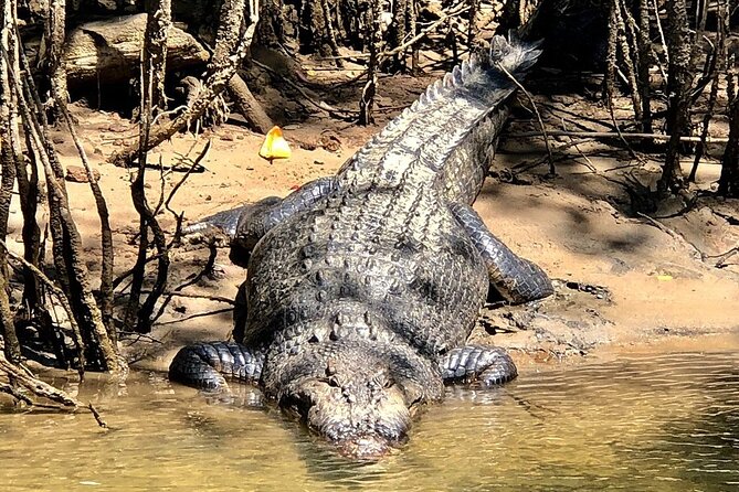 Daintree River Cruise - Reviews and Testimonials