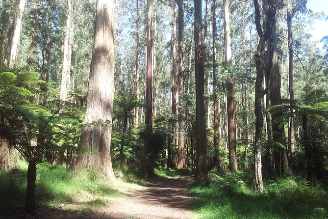 Dandenong Ranges Private Day Tour - Dandenong Ranges Highlights