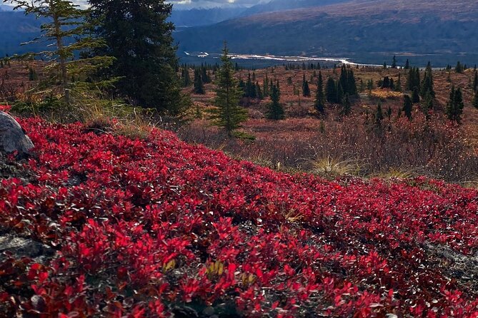 Denali National Park Walking Tour - Customer Reviews