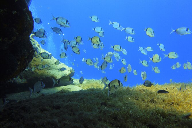 Discover Scuba Diving Adventure in Mykonos - Viator Details and Assistance