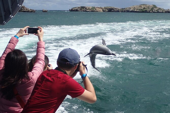 Dolphin, Penguin and Sea Lion Cruise - Reviews and Customer Feedback