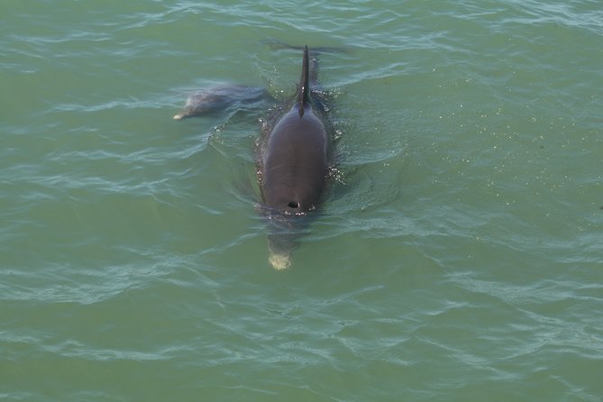 Dolphin Tour on a Private Boat - Cancellation Policy