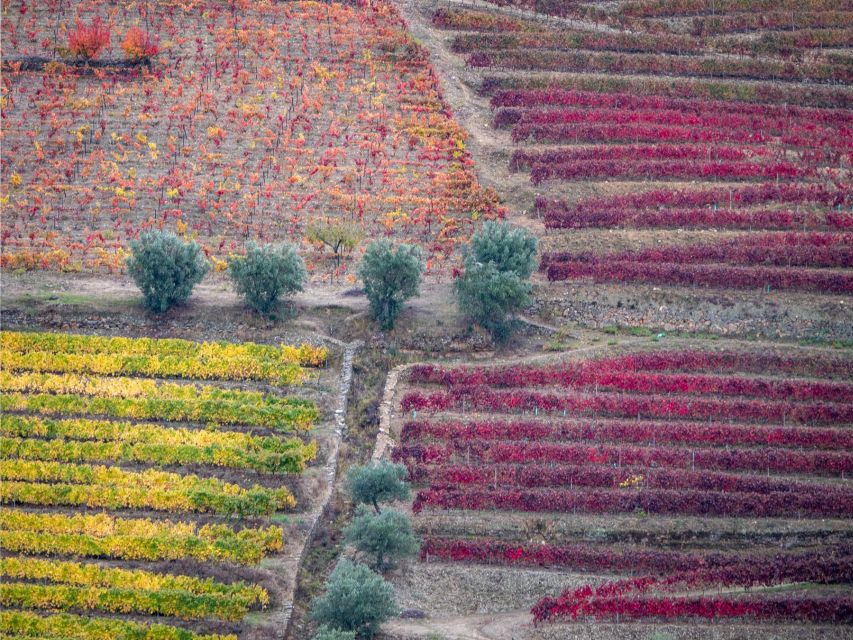 Douro Valley: 1 Day Landscape Photo Tour - Tour Inclusions