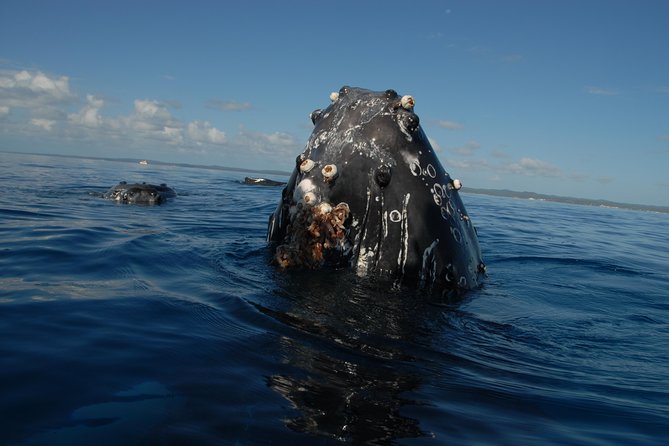 Fraser Island Whale Watch Encounter - On-Board Amenities