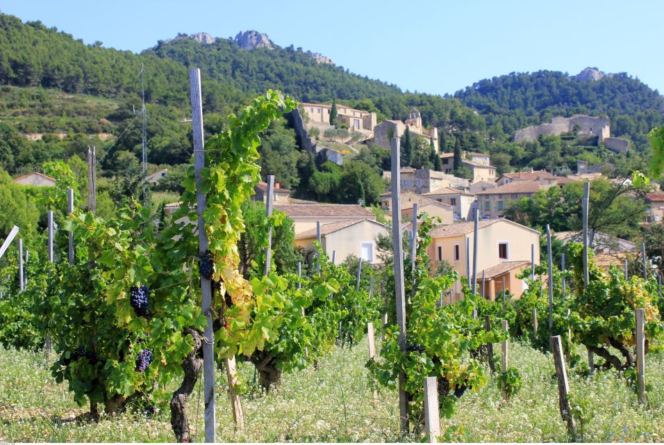 From Avignon: Half-Day Great Vineyards Tour - Tour Activities