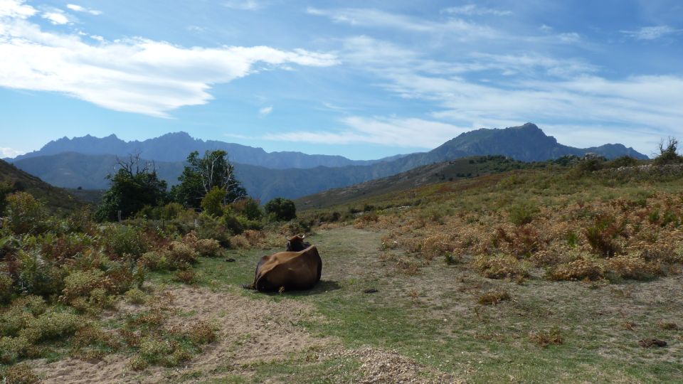 From Calvi: 4x4 Day Tour Mountain & Agriates Saleccia Beach - Tour Highlights and Inclusions