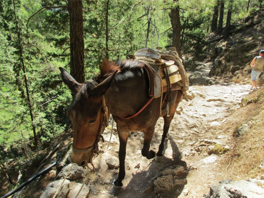 From Chania: Full-Day Samaria Gorge Trek Excursion - Important Information and Tips