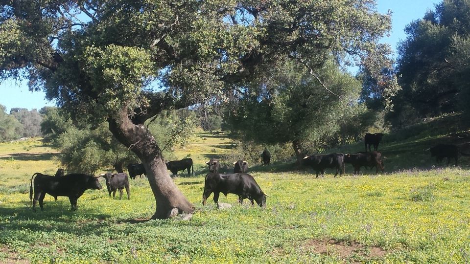 From Seville: Half-Day Bull Breeding Farm Tour - Customer Reviews