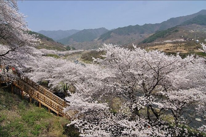 Full-Day Hadong, Gwangyang, Cherry Blossom, Green Tea Fields Private Tour - General Tour Information