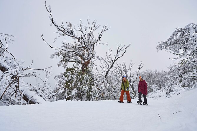 Full-Day Mount Buller Tour - Preparing for Your Adventure