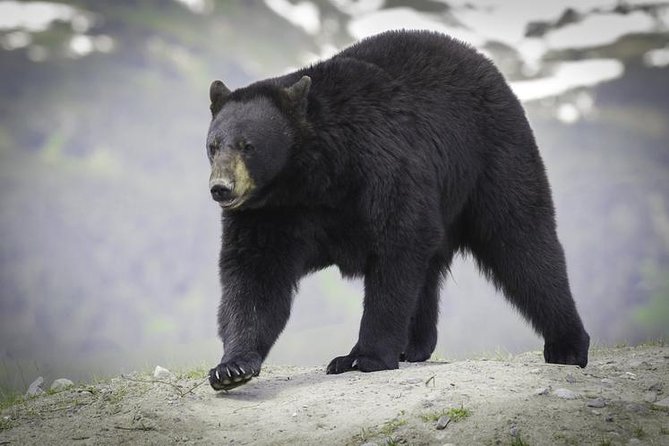 Glacier & Wildlife Discovery Tour - Key Tour Stops