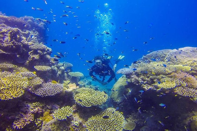 Great Barrier Reef Cruise From Townsville or Magnetic Island - Whats Included in the Tour