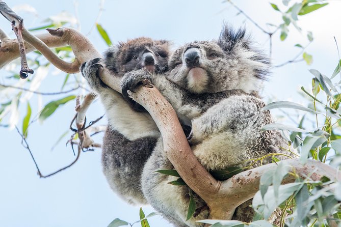 Great Ocean Road and 12 Apostles Day Trip From Melbourne - Cancellation Policy Explained