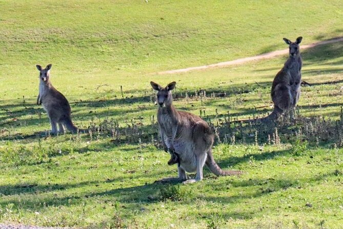 Great Ocean Road and Wildlife Tour for Backpackers Aged 18-35 - Traveler Testimonials and Reviews