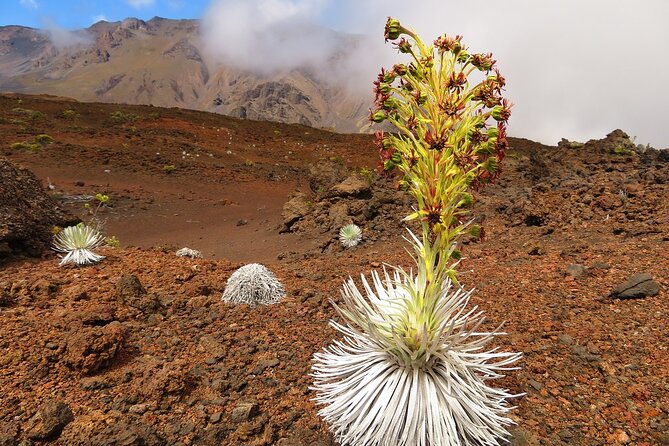 Haleakala Summit Best Self-Guided Bike Tour With Bike Maui - Cancellation Policy