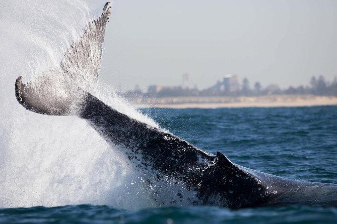 Humpback Whale Encounter Tour From Newcastle - What You Might See and Learn