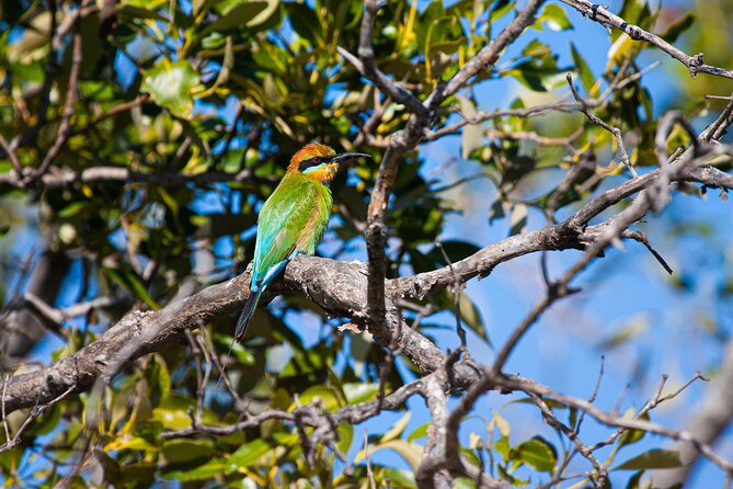 Kangaroos, Mangroves and the Ocean - A Day of Adventure Awaits