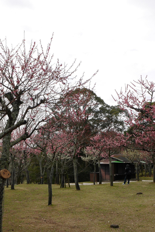 Kyoto: Nara, Todaiji, Kasuga Taisha Shrine Private Full Day - Important Notes