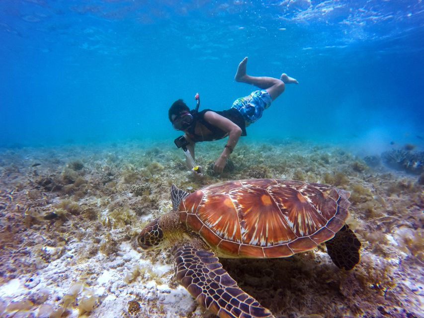 Lahaina: Turtle Town Snorkeling Trip With Photo and Video - Pricing Details