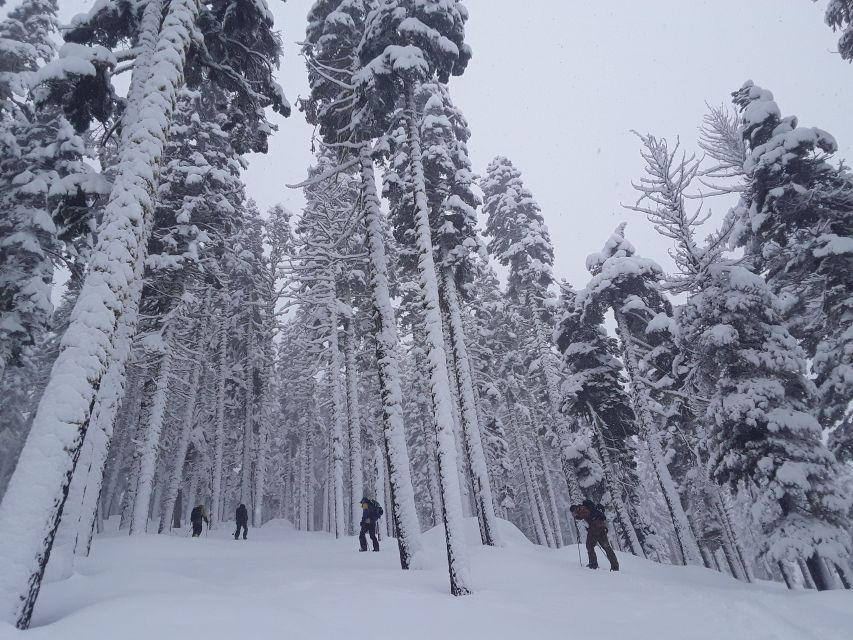 Lake Tahoe: Snowshoeing Guided Tour - Meeting Point Details