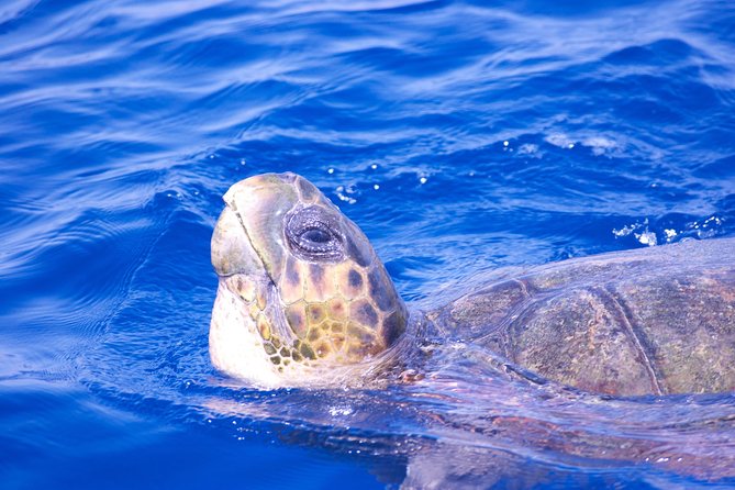 Lanzarote Sea Safari From Puerto Calero - Additional Tips