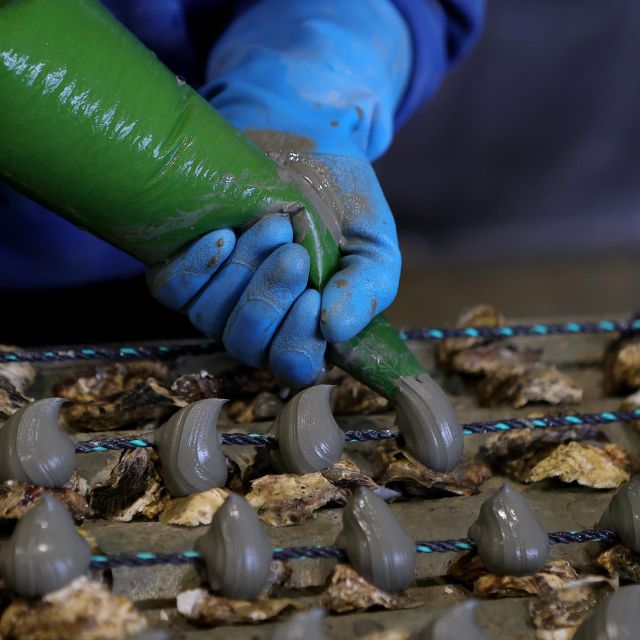 Loupian: Tour Guide of Our Oyster Farm and Tasting - What to Expect on Tour