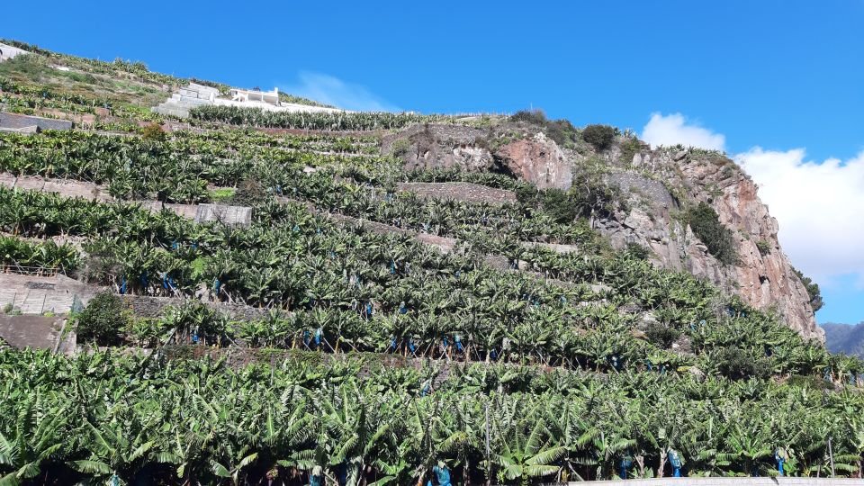 Madeira: Private Banana Farm Tour With Pickup - Customer Reviews