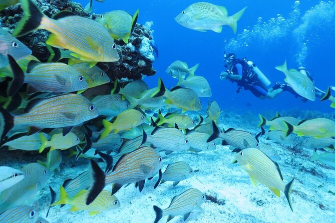 Mahahual Scuba Diving: 2-Tank Reef Dive  - Costa Maya - Additional Information