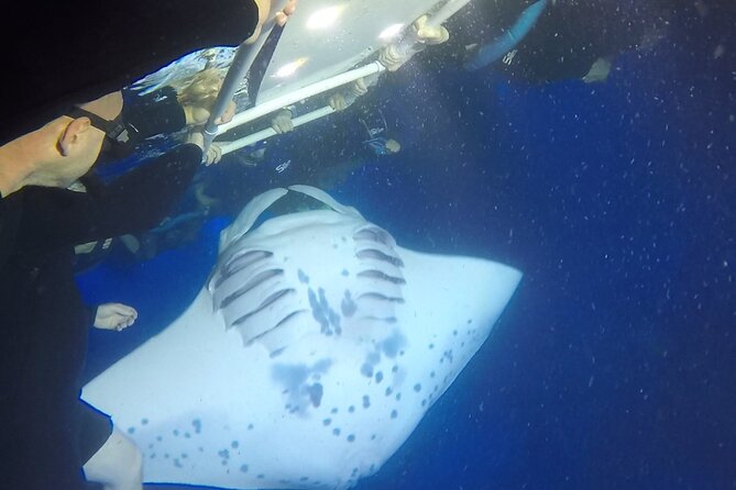 Manta Ray Snorkel Moonlight Kona Hawaii- Small Group - Guest Feedback and Guide Recognition