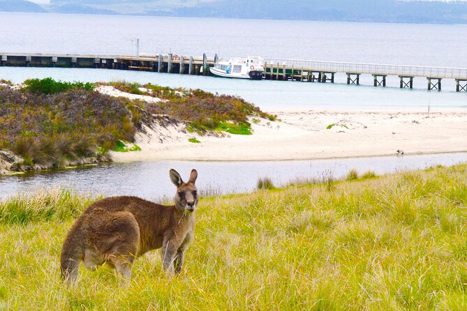 Maria Island Ferry Connection (Hobart to Triabunna Round Trip) - Pricing and Booking Details