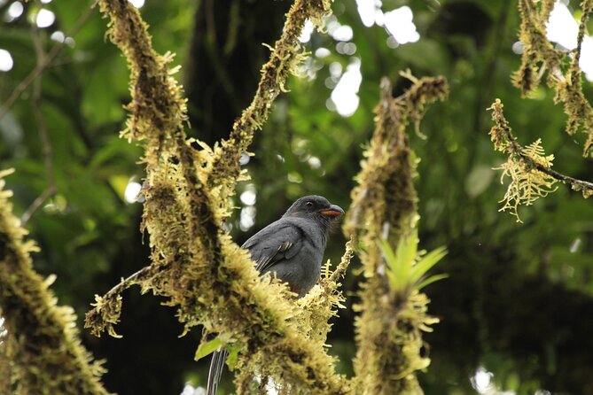 Morning Volcano Hike and Mistico Hanging Bridges - Additional Information