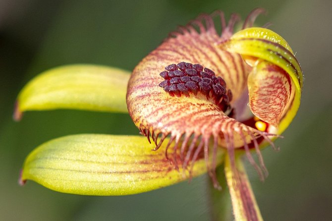 Orchids and Wildflowers Photographic Day Tour From Perth - What to Expect on Tour