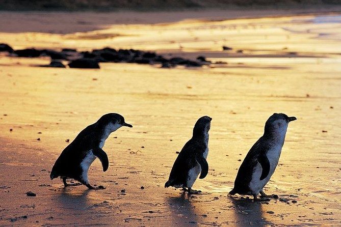 Phillip Island Penguin and Wildlife Tour - Meeting and Pickup Details