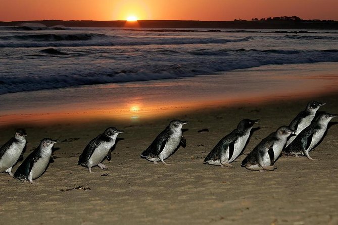 Phillip Island Penguin Parade Day Trip With Koala Conservation Reserve Visit - Meeting and Pickup Details