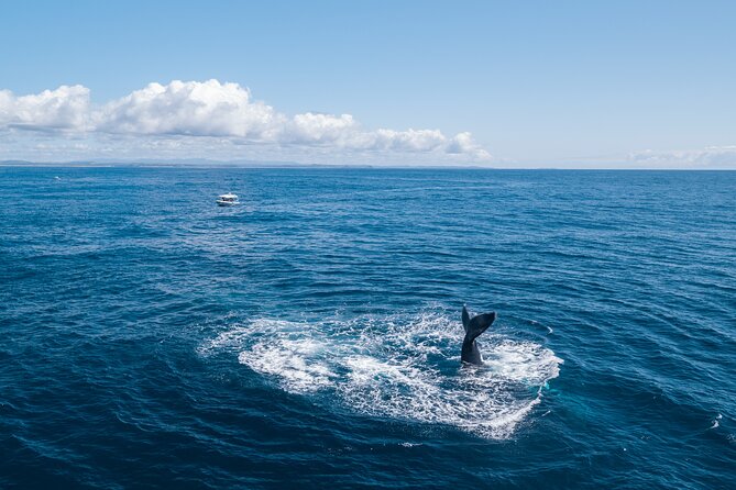 Premier Whale Watching Byron Bay - Safety Precautions and Rules